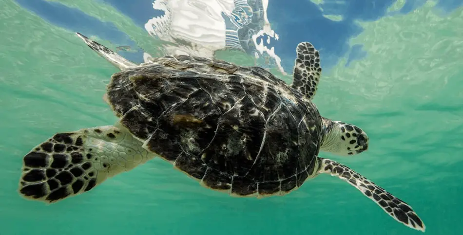 #5 Mina A'Salam Turtles Dubai | Best Aquariums in Dubai | The Vacation Builder