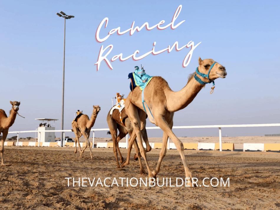 What Sports to Watch in Dubai | Camel Racing in Dubai | The Vacation Builder