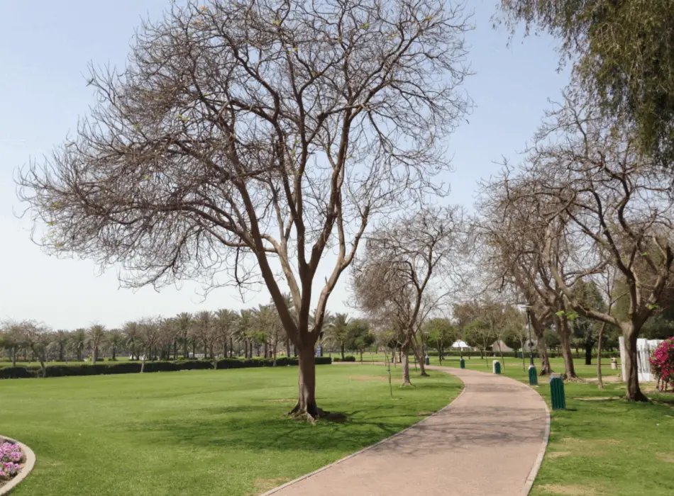 Things to do at Safa Park - Al Safa Park Running Track | The Vacation Builder