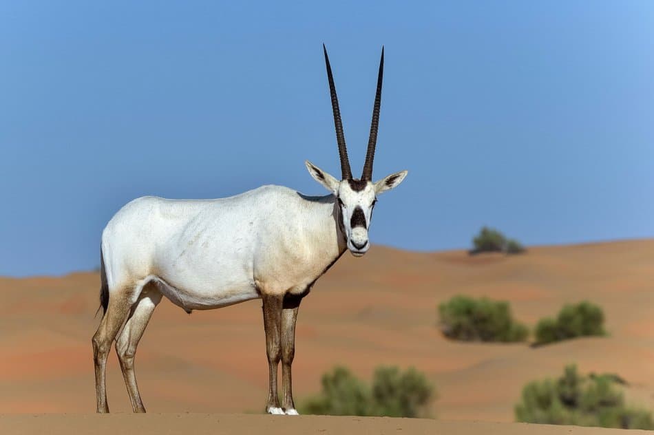 What Animals Live in Dubai - Arabian Oryx | The Vacation Builder
