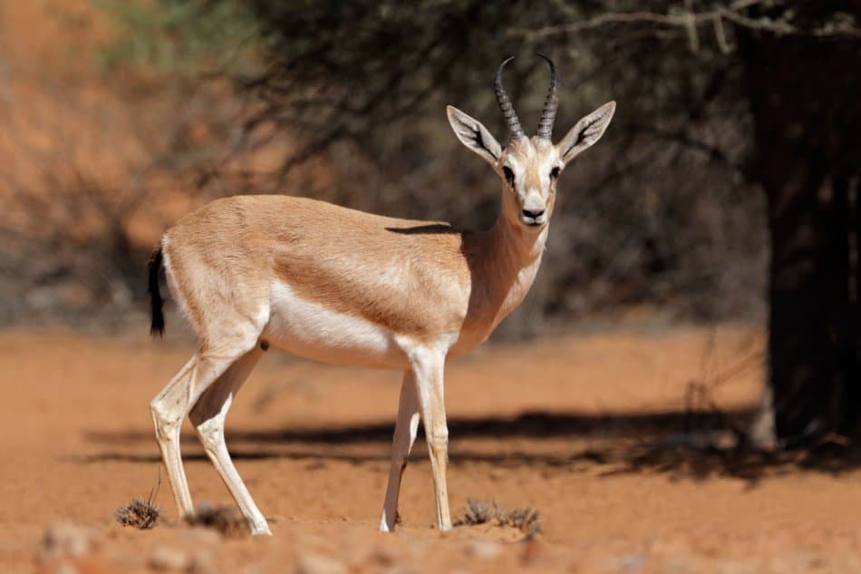 What Animals Live in Dubai - Arabian Sand Gazelle | The Vacation Builder