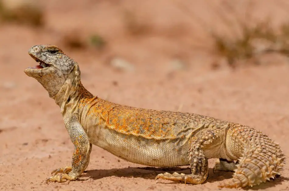 What Animals Live in Dubai - Spiny Tailed Lizard | The Vacation Builder