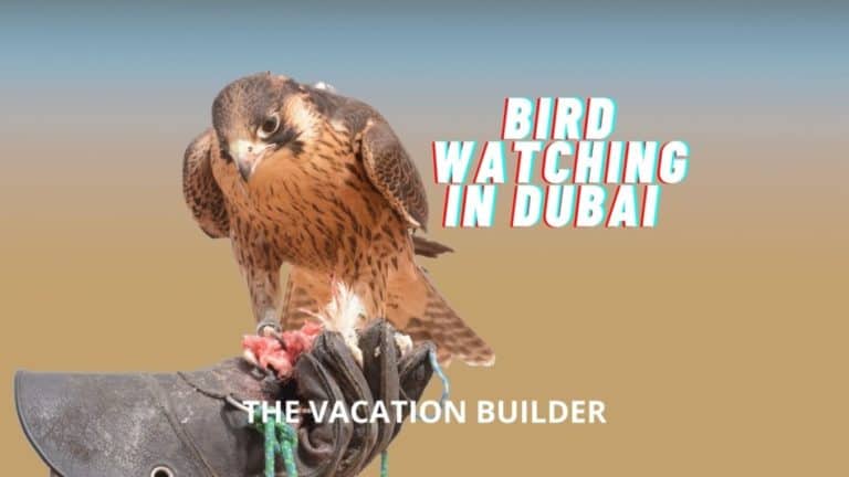Bird Watching in Dubai
