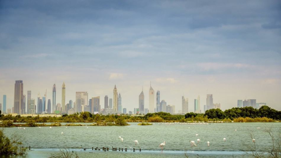 Bird Watching in Dubai - Khor Al Beidah | The Vacation Builder