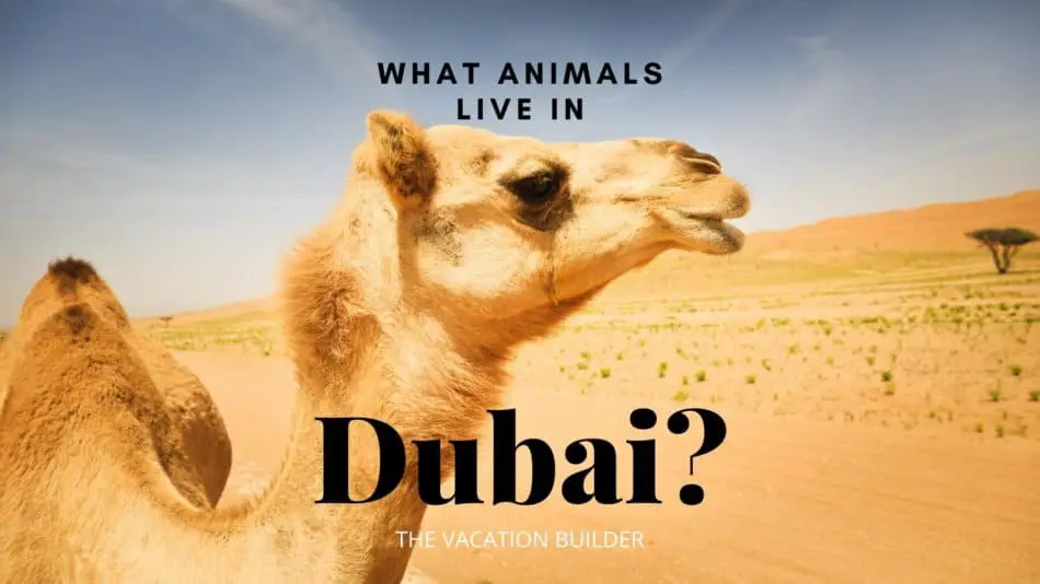 What Animals Live In Dubai? | Thevacationbuilder