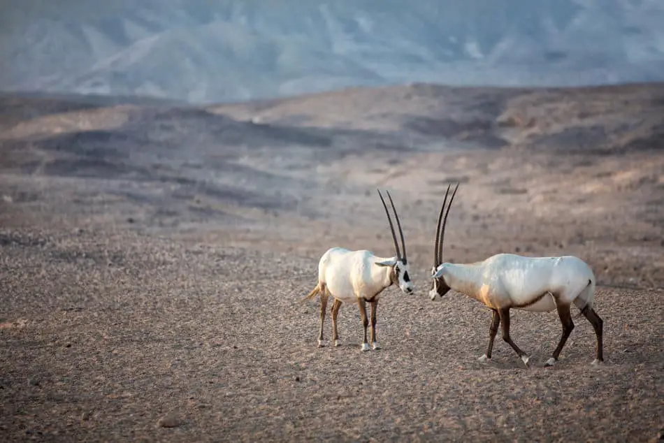 What Animals are on Sir Bani Yas Island - Arabian Oryx