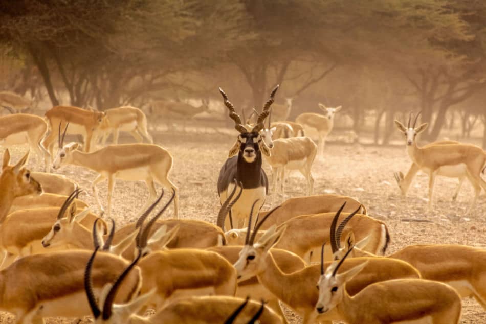 What Animals are on Sir Bani Yas Island - Mountain Gazelle