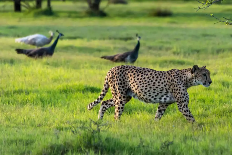 What Animals are on Sir Bani Yas Island - Cheetah