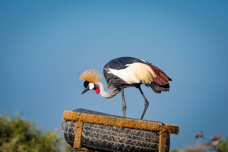 What Animals Live on Sir Bani Yas Island - Crowned Crane