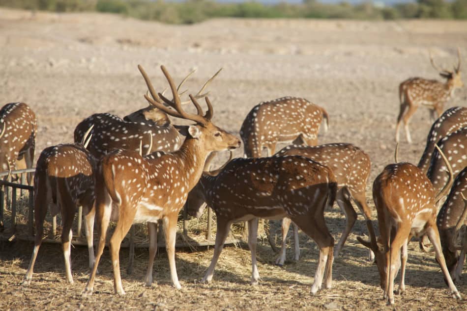 What Animals Live on Sir Bani Yas Island - Spotted Deer