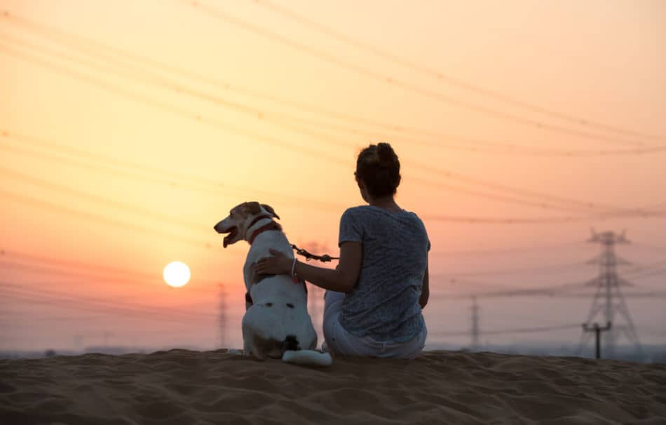 How Can I Bring My Dog to Dubai? | The Vacation Builder