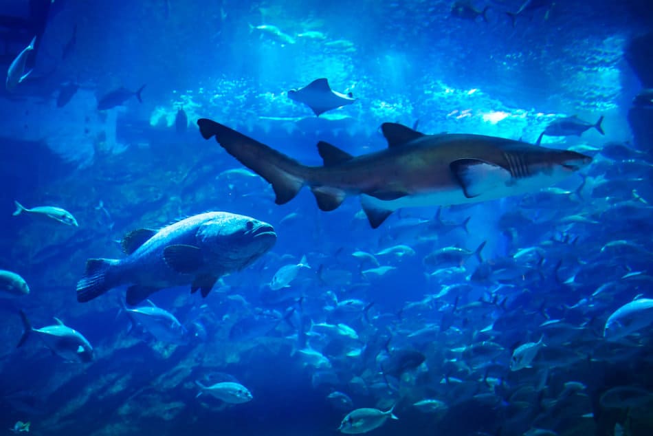 Dubai Mall Aquarium or Sharjah Aquarium for fish species? - The Dubai Mall Aquarium
