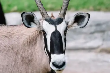 Arabian Oryx | National Animal Of The UAE | Thevacationbuilder