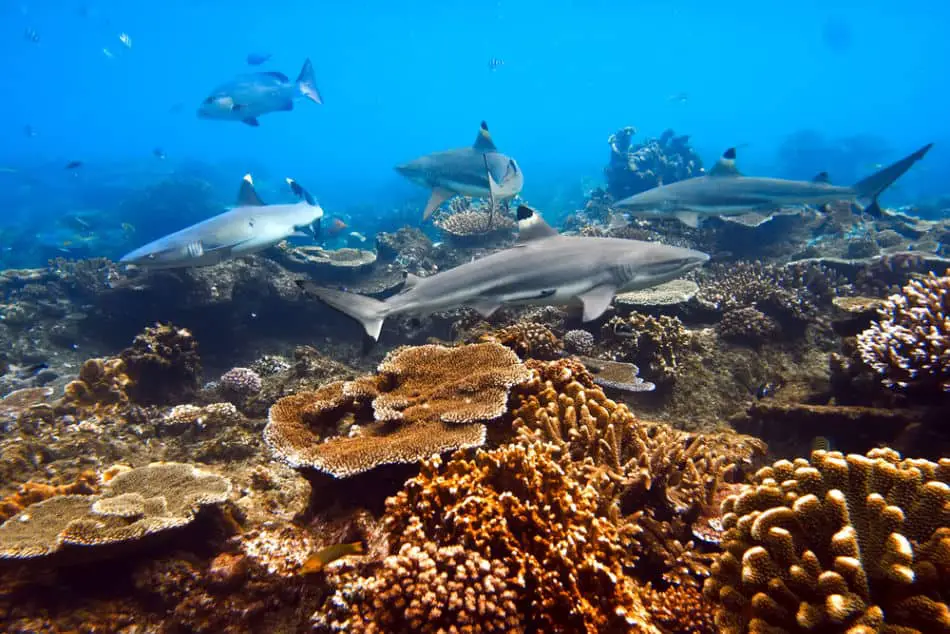 What Marine Life Live at Snoopy Island - Black Tipped Reef Shark | The Vacation Builder