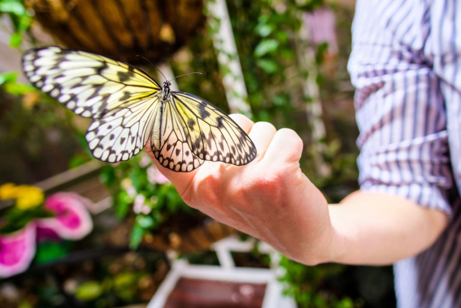 Dubai Miracle Garden: Your Quick Guide | Popular Tourist Attractions Near Dubai Miracle Garden | Dubai Butterfly Garden | The Vacation Builder