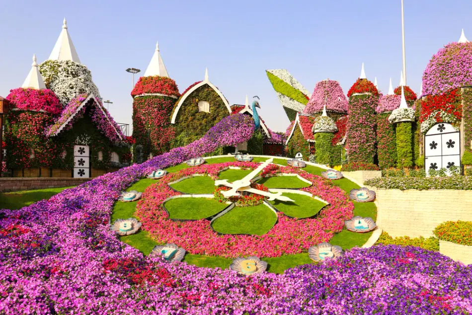Dubai Miracle Garden: Your Quick Guide | Points of Attractions in Dubai Miracle Garden | Floral Clock | The Vacation Builder