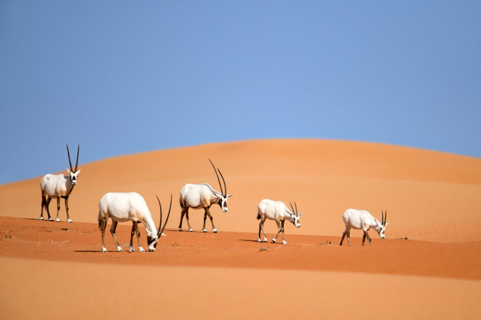 10 Fabulous Reasons to Visit Ras Al Khaimah | Unusual Desert Wildlife | Arabian Oryx | The Vacation Builder